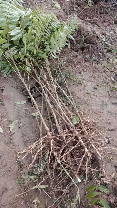 出售臭椿苗，巨峰葡萄苗。药用连翘苗，科研五号优质种苗，2/5年苗，药用连翘树，挂果树，全国包邮到家！财富密码18534302961