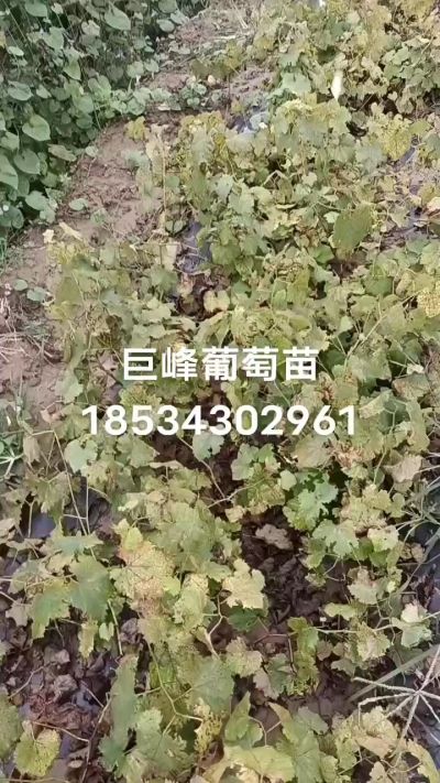 出售早熟巨峰葡萄苗。药用连翘苗，科研五号优质种苗，2/5年苗，药用连翘树，挂果树，全国包邮到家！财富密码18534302961
