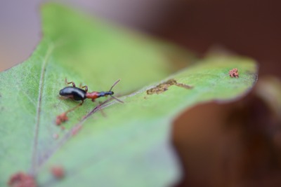 甘薯小象甲的危害与识别