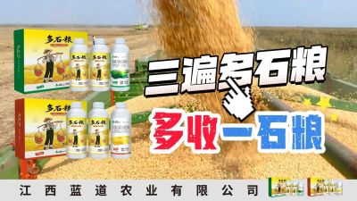 冬季种植，油菜，小麦，草莓等作物的，出现了除草剂药害，黄叶，僵苗，苗不长等问题，马上用多石粮，确保5天见到效果。