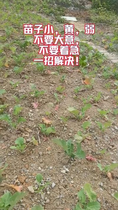 油菜苗子弱苗子小，就用多石粮，5天见效果。