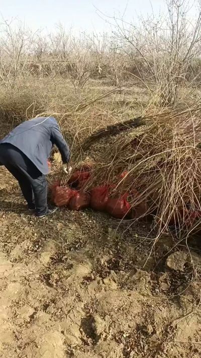 出售药用连翘苗，科研五号优质种苗，2/5年苗，药用连翘树，挂果树，全国包邮到家！财富密码18534302961出售药用连翘苗，科研五号优质种苗，2/5年苗，药用连翘树，挂果树，全国包邮到家！财富密码1