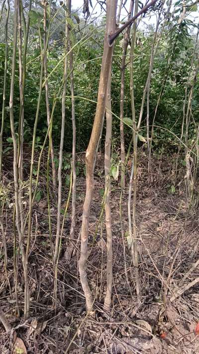 出售臭椿苗，巨峰葡萄苗。药用连翘苗，科研五号优质种苗，2/5年苗，药用连翘树，挂果树，全国包邮到家！财富密码18534302961