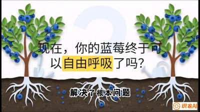 第3节：别把树&ldquo;憋死&rdquo;&mdash;&mdash;正确的定植与换盆手法,   课程：《蓝莓&ldquo;高产&rdquo;实战课：从选苗到丰收的10个关键点》