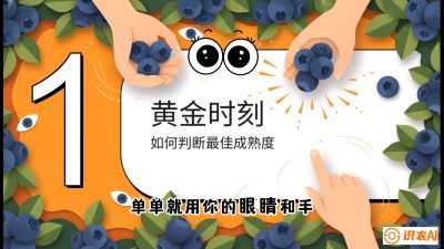 第10节：完美的&ldquo;果粉&rdquo;&mdash;&mdash;采摘时机与保鲜， 课程：《蓝莓&ldquo;高产&rdquo;实战课：从选苗到丰收的10个关键点》