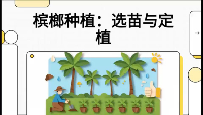 第01节：选苗与定植&mdash;&mdash;&ldquo;苗好一半收，底肥定千秋&rdquo;课程：《槟榔种植：从不懂到精通的10堂必修课》