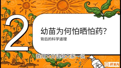 第02节：幼树管理&mdash;&mdash;&ldquo;防晒又防草，树势起得早&rdquo;，课程：《槟榔种植：从不懂到精通的10堂必修课》