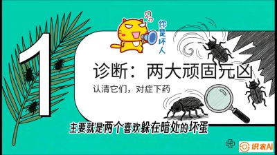 第06节：顽固虫害防治&mdash;&mdash;&ldquo;钻心虫与红蜘蛛，打准时间才服输&rdquo;《槟榔种植：从不懂到精通的10堂必修课》