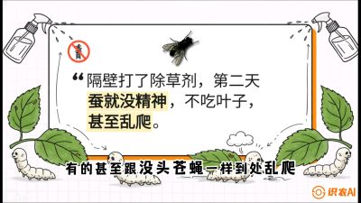 第05节：养蚕人的&ldquo;排雷战&rdquo;&mdash;&mdash;除草剂的生死禁忌，课程：《桑海淘金：桑树高产与蚕桑安全进阶实战课》