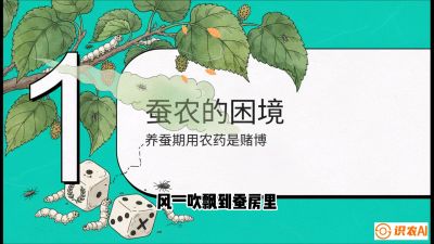 第06节：虫口夺叶（上）&mdash;&mdash;物理与生物防控绝技，课程《桑海淘金：桑树高产与蚕桑安全进阶实战课》