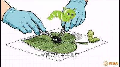 第07节：虫口夺叶（下）&mdash;&mdash;不得不打药时的&ldquo;解毒术&rdquo;，课程：《桑海淘金：桑树高产与蚕桑安全进阶实战课》