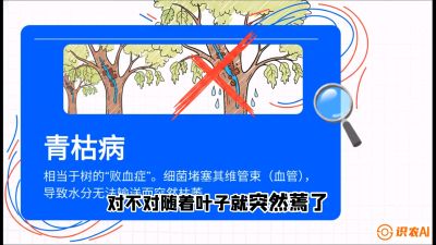 第08节：看不见的杀手&mdash;&mdash;青枯病与萎缩病，课程：《桑海淘金：桑树高产与蚕桑安全进阶实战课》