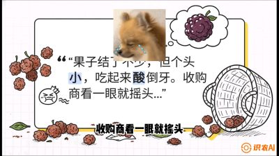 第10节：甜蜜的科学&mdash;&mdash;膨大、增甜与转色，课程：《桑海淘金：桑树高产与蚕桑安全进阶实战课》