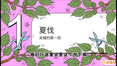 第11节：叶果双收&mdash;&mdash;特殊的夏伐与冬伐，课程：《桑海淘金：桑树高产与蚕桑安全进阶实战课》