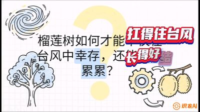 第四节：中国榴莲突围战：为生存重塑权型，抗台风矮化栽培与力学牵引，课程：《国产榴莲突围战：从泰国经验到中国实操的8堂必修课（高阶实战版）》