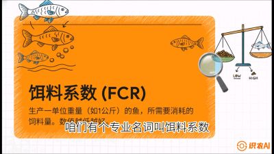 第五节：【高端单品&middot;鳜鱼】&ldquo;饲料鳜&rdquo;技术：打破吃活饵的高成本魔咒，课程：《黄金鳞甲：2025中国淡水鱼高效养殖实战营》