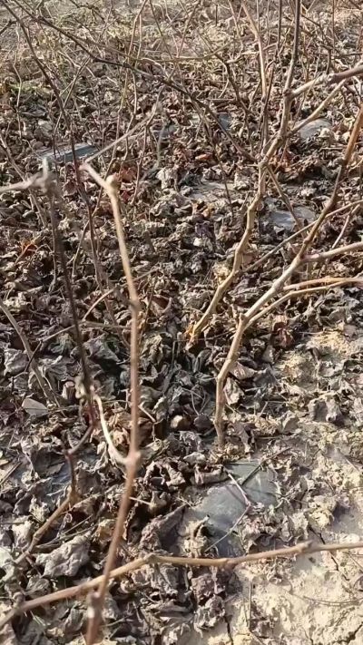 出售巨峰葡萄苗。药用连翘苗，科研五号优质种苗，2/5年苗，药用连翘树，挂果树，全国包邮到家！财富密码18534302961