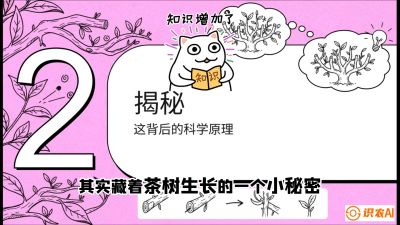 第04节（修剪篇）：树势复活术：从&ldquo;越剪越弱&rdquo;到&ldquo;枝繁叶茂&rdquo;的能量管理与夏秋茶逆袭，课程：《茶金时代：从&ldquo;看天吃饭&rdquo;到&ldquo;精准控局&rdquo;的茶叶高产提质实战课》