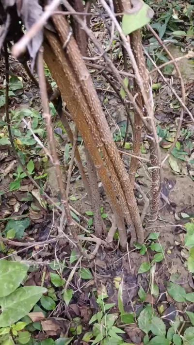 出售药用连翘苗，科研五号优质种苗，2/5年苗，药用连翘树，挂果树，全国包邮到家！财富密码18534302961出售药用连翘苗，科研五号优质种苗，2/5年苗，药用连翘树，挂果树，全国包邮到家！财富密码1