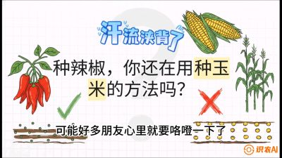 第1节：【品种定江山】工业辣椒vs小米辣：底肥公式与密度陷阱的&ldquo;百万生意经&rdquo;，课程：《辣椒种植实战特训营，从工业辣椒到精品小米辣，教你如何把&ldquo;草&rdquo;种成&ldquo;金&rdquo;》