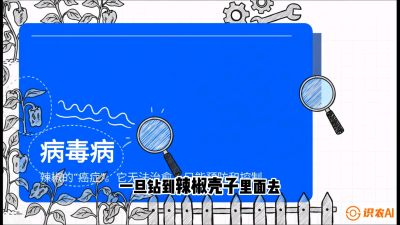 第5节：【病毒病阻击】辣椒的&ldquo;癌症&rdquo;怎么治？从&ldquo;绝收恐慌&rdquo;到&ldquo;带毒生产&rdquo;的逆转术，课程：《辣椒种植实战特训营，从工业辣椒到精品小米辣，教你如何把&ldquo;草&rdquo;种成&ldquo;金&rdquo;》