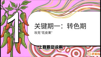 第8节：【小米辣线椒专场】颜值即正义！防花皮、防炭疽，打造收购商抢着要的&ldquo;精品果&rdquo;，课程：《辣椒种植实战特训营，从工业辣椒到精品小米辣，教你如何把&ldquo;草&rdquo;种成&ldquo;金&rdquo;》