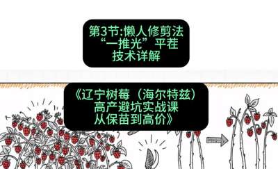 第三节： 懒人修剪法&mdash;&mdash;&ldquo;一推光&rdquo;平茬技术详解，课程：《辽宁树莓（海尔特兹）高产避坑实战课：从保苗到高价》