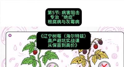 第五节： 病害阻击&mdash;&mdash;专治&ldquo;绝症&rdquo;根腐病与灰霉病，课程：《辽宁树莓（海尔特兹）高产避坑实战课：从保苗到高价》