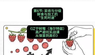 第六节： 采收与分级&mdash;&mdash;鲜食与加工的&ldquo;生死时速&rdquo;，课程：《辽宁树莓（海尔特兹）高产避坑实战课：从保苗到高价》