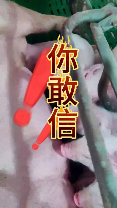 小猪抢不到奶，干瘦不长肉？成活率总上不去？😭
自从用上南商农科这款仔猪补奶机，再也没这烦恼！
✅ 一键设置下料参数，新手也能上手
✅ 恒温补奶，小猪抢着喝，长势超均匀
从车间精工组装到猪场落地使用，每