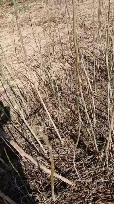 出售臭椿苗，巨峰葡萄苗。药用连翘苗，科研五号优质种苗，2/5年苗，药用连翘树，挂果树，全国包邮到家！财富密码18534302961