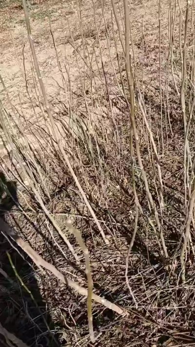 出售臭椿苗，巨峰葡萄苗。药用连翘苗，科研五号优质种苗，2/5年苗，药用连翘树，挂果树，全国包邮到家！财富密码18534302961