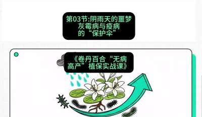 第03节：阴雨天的噩梦&mdash;&mdash;灰霉病与疫病的&ldquo;保护伞&rdquo;，课程：《卷丹百合&ldquo;无病高产&rdquo;植保实战课》#识农AI