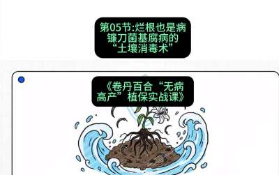 第05节：烂根也是病&mdash;&mdash;镰刀菌基腐病的&ldquo;土壤消毒术&rdquo; ，课程：《卷丹百合&ldquo;无病高产&rdquo;植保实战课》#识农AI