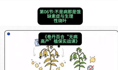 第06节：不是病那是饿&mdash;&mdash;缺素症与生理性烧叶 ，课程：《卷丹百合&ldquo;无病高产&rdquo;植保实战课》#识农AI