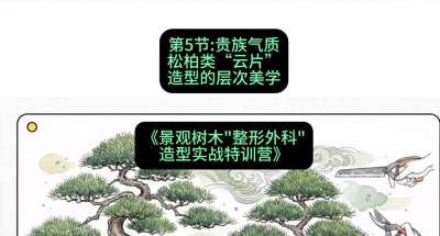 第05节：贵族气质&mdash;&mdash;松柏类&ldquo;云片&rdquo;造型的层次美学，课程：《景观树木&ldquo;整形外科&rdquo;造型实战特训营》#识农AI
