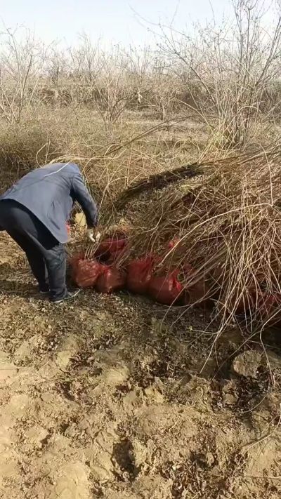 出售药用连翘苗，科研五号优质种苗，2/5年苗，药用连翘树，挂果树，全国包邮到家！财富密码18534302961出售药用连翘苗，科研五号优质种苗，2/5年苗，药用连翘树，挂果树，全国包邮到家！财富密码1