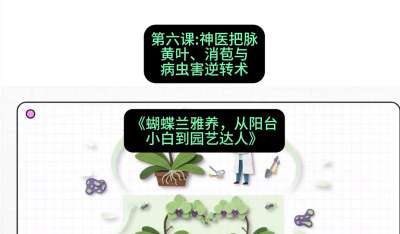 第六节：神医把脉：黄叶、消苞与病虫害逆转术，课程：《蝴蝶兰雅养六讲：从阳台小白到园艺达人》#识农AI