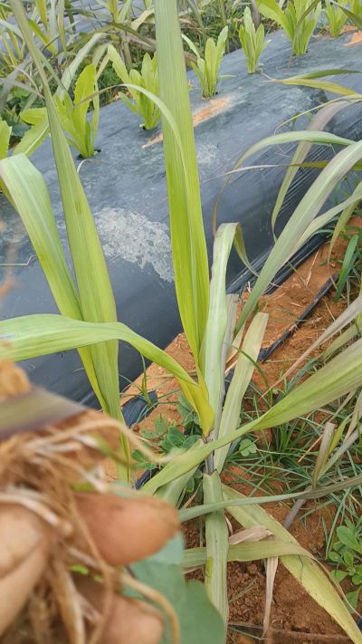 黑甘蔗种植下去，三个月。第一次追肥，