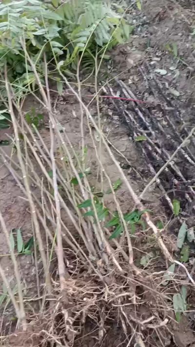 出售臭椿苗，巨峰葡萄苗。药用连翘苗，科研五号优质种苗，2/5年苗，药用连翘树，挂果树，全国包邮到家！财富密码18534302961