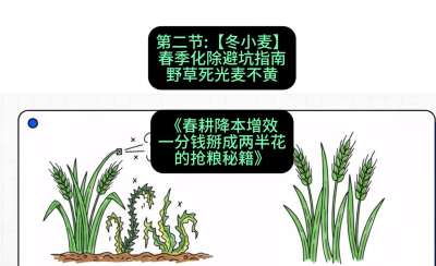第二节：【冬小麦】春季化除避坑指南，野草死光麦不黄