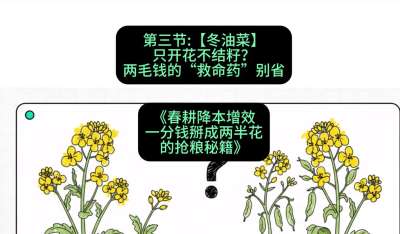 第三节：【冬油菜】只开花不结籽？两毛钱的&ldquo;救命药&rdquo;别省