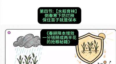 第四节：【水稻育秧】倒春寒下防烂秧，保住苗子就是保本