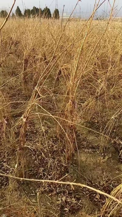 出售药用连翘苗，科研五号优质种苗，2/5年苗，药用连翘树，挂果树，全国包邮到家！财富密码18534302961出售药用连翘苗，科研五号优质种苗，2/5年苗，药用连翘树，挂果树，全国包邮到家！财富密码1