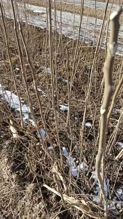 出售臭椿苗，巨峰葡萄苗。药用连翘苗，科研五号优质种苗，2/5年苗，药用连翘树，挂果树，全国包邮到家！财富密码18534302961