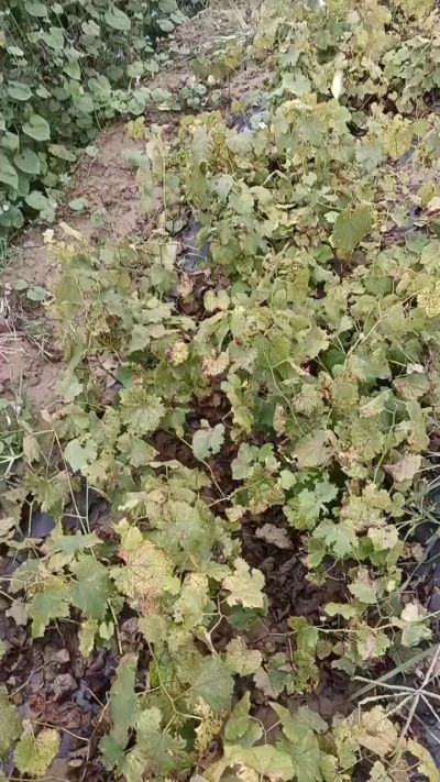 出售巨峰葡萄苗。药用连翘苗，科研五号优质种苗，2/5年苗，药用连翘树，挂果树，全国包邮到家！财富密码18534302961