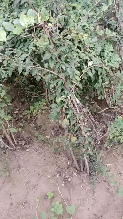 出售药用连翘苗，科研五号优质种苗，2/5年苗，药用连翘树，挂果树，全国包邮到家！财富密码18534302961