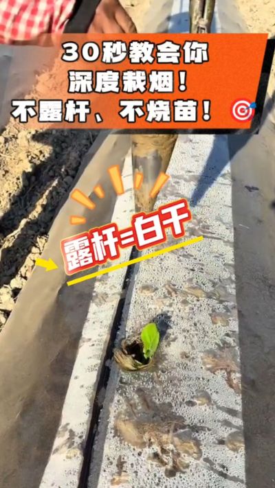 这个栽法太关键了！深栽是烤烟成活的根本，亲测有效！