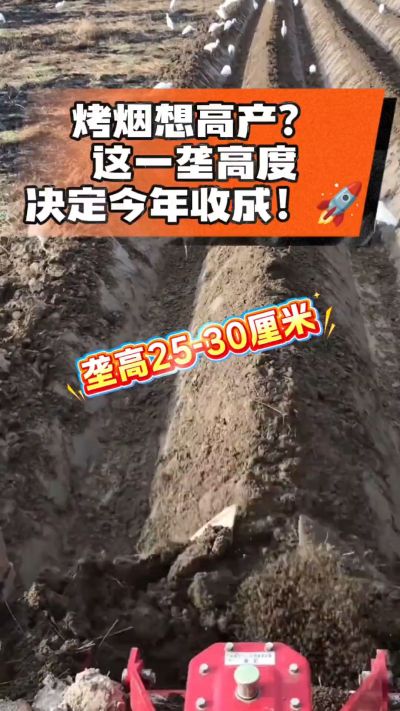 想让烤烟高产，就得从细节抓起。分享一点实打实的干货，只为帮大家少走弯路，种出好烟叶！🌱👍