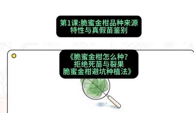 第1节：脆蜜金柑品种来源、特性与真假苗鉴别，课程：《脆蜜金柑怎么种？拒绝死苗与裂果，脆蜜金柑8步避坑种植法》#识农AI